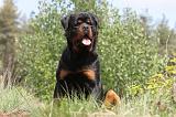 ROTTWEILER 200